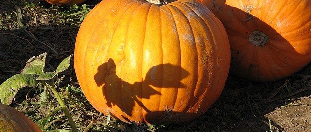 Pumpkin Tax