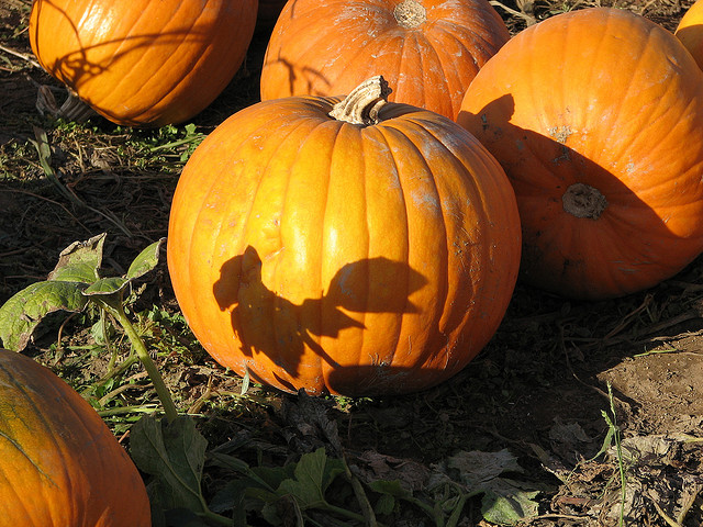 Not Food? Pumpkins Are Taxable